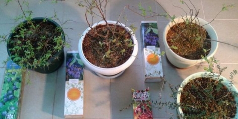 Kako uzgajati borovnice iz sjemena kod kuće